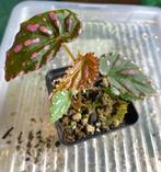 Begonia cf. Negrosensis, Maison & Meubles, Plantes d'intérieur, Ombre partielle, Enlèvement, Moins de 100 cm, Autres espèces