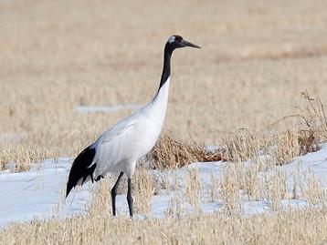 Japanse kraanvogel  beschikbaar voor biedingen