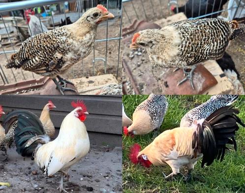 HANEN kuikens 18/04/25 DNA getest - kleurgeslachtsgebonden., Dieren en Toebehoren, Pluimvee, Kip, Mannelijk