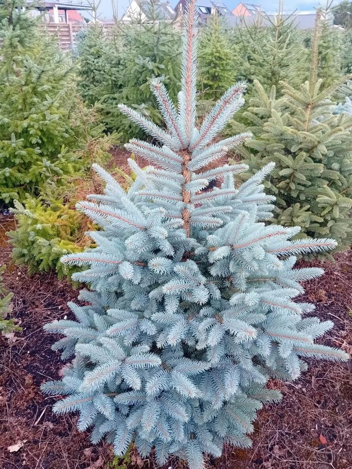 Super lot potgekweekt kerstbomen te koop vanaf 10 nov bel me, Tuin en Terras, Planten | Bomen, Ophalen of Verzenden