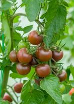 Tomaat Negro azteca (5 zaden), Tuin en Terras, Ophalen of Verzenden