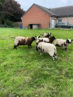 Jonge dekrammen te koop., Dieren en Toebehoren