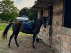 Zadel + hoofdstel te koop, Dieren en Toebehoren, Paarden en Pony's | Zadels, Ophalen