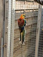 Roodruggen, roodrugparkieten, roodrugparkiet., Dieren en Toebehoren, Meerdere dieren, Parkiet, Geringd