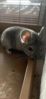 Jong chinchilla bokje, Animaux & Accessoires, Rongeurs, Mâle, Chinchilla, Domestique