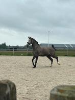 Grote vriendelijke reus, Zadelmak, Gechipt, 7 tot 10 jaar, Ruin