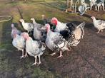 Ronquiere kalkoen, Dieren en Toebehoren, Meerdere dieren, Kalkoen