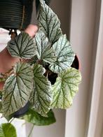 Begonia Don Miller 1, Enlèvement ou Envoi