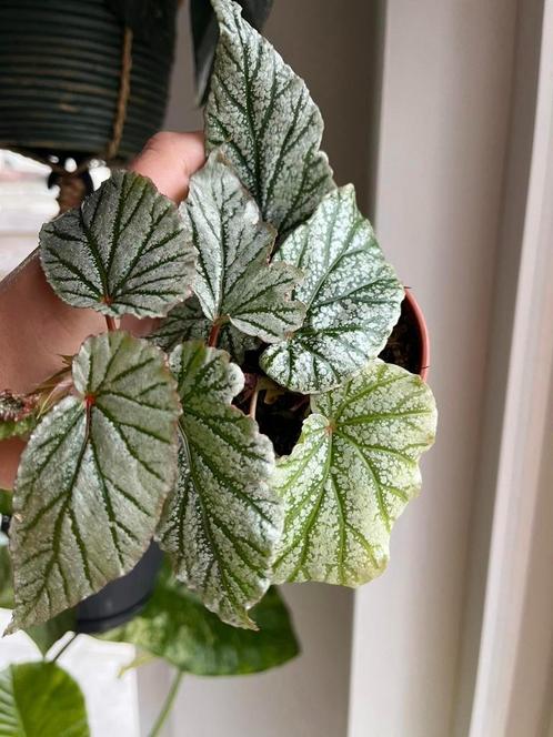 Begonia Don Miller 1, Maison & Meubles, Plantes d'intérieur, Enlèvement ou Envoi