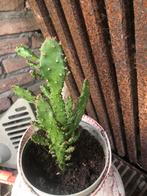Cactus, Tuin en Terras, Ophalen