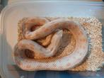 1.1 hognose albino anaconda, Dieren en Toebehoren, Reptielen en Amfibieën