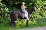 Leuke recreatie D-pony, Dieren en Toebehoren, Pony's, Merrie, Recreatiepony, 7 tot 10 jaar