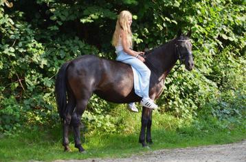 Leuke recreatie D-pony beschikbaar voor biedingen