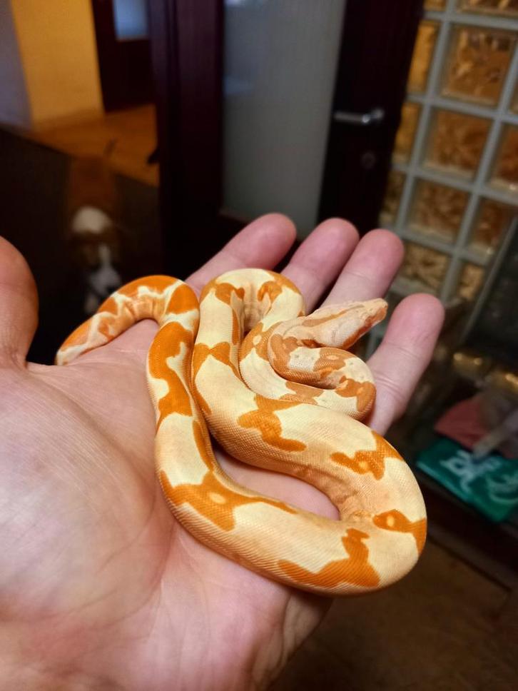 Boa  bci nk 25, Dieren en Toebehoren, Reptielen en Amfibieën