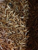 Gedroogde meelwormen 100 gram, Dieren en Toebehoren, Pluimvee