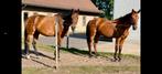 5 jarig springpaard tekoop, Dieren en Toebehoren, Paarden, Merrie, Springpaard, B, Gechipt
