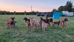 Soay ooitjes