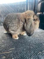 Duitse hangoor konijn, Dieren en Toebehoren, Konijnen, Hangoor