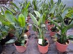 Strelitzia reginae de paradijsbloem, Huis en Inrichting, Kamerplanten, Ophalen, Overige soorten, Halfschaduw, In pot