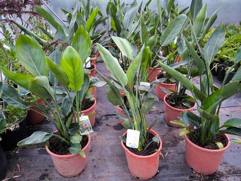 Strelitzia reginae de paradijsbloem, Huis en Inrichting, Kamerplanten, Overige soorten, Minder dan 100 cm, Bloeiende kamerplant