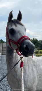 Mooi paard 4 jaar arabier geleerd met stamboek pedigree, Zadelmak, Recreatiepaard, Gechipt, Minder dan 160 cm