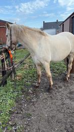 Fokmerrie, Dieren en Toebehoren, Merrie, Met stamboom, Zadelmak, 7 tot 10 jaar