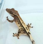 1.0 prachtige Sable wimpergekko man unieke kans, Hagedis, Tam, 0 tot 2 jaar