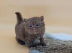 Brits langhaar cinnamon poesje, Dieren en Toebehoren, Katten en Kittens | Raskatten | Langhaar, Poes, Gechipt, 0 tot 2 jaar