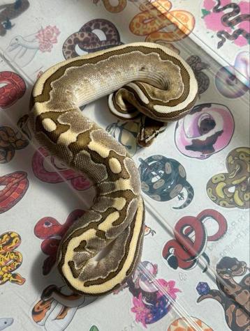 Ballpython beschikbaar voor biedingen