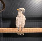 Oranjekuif kaketoe man, Dieren en Toebehoren, Vogels | Parkieten en Papegaaien