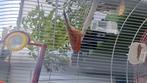 Canari rouge/orange foncé