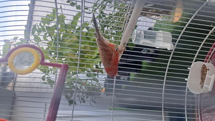 Canari rouge/orange foncé, Dieren en Toebehoren, Vogels | Kanaries