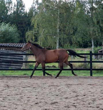 6 jarige E pony merrie  beschikbaar voor biedingen
