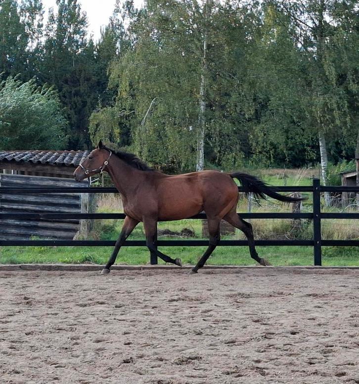 6 jarige E pony merrie, Dieren en Toebehoren, Pony's, Merrie, Zadelmak