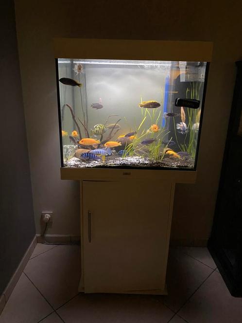 Juwel 200 complet etat neuf! Vendu avec poissons, Dieren en Toebehoren, Vissen | Aquaria en Toebehoren, Zo goed als nieuw, Ophalen