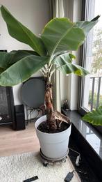 Grote bananen boom, 5j oud + grote pot, Enlèvement