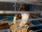 Cage à lapin, Animaux & Accessoires, Enlèvement, Cage, Lapin
