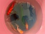 Poisson à donner, Dieren en Toebehoren, Vis, Zoetwatervis