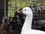 Ganzen, Dieren en Toebehoren, Meerdere dieren, Gans of Zwaan