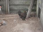 jonge wyandotte hen (goud gezoomd), Dieren en Toebehoren, Pluimvee, Vrouwelijk, Kip