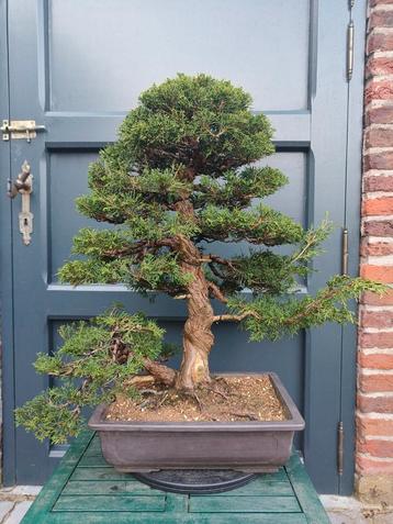 Juniperus itoigawa bonsai beschikbaar voor biedingen