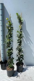 Trachelospermum jasminoides (gestokt). Klimplant, Ophalen