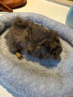 Borstelharig beertje, Dieren en Toebehoren, Knaagdieren, Cavia, Mannelijk, Tam, Oktober