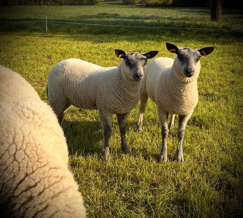 Bleu du Maine lammeren te koop – stamboek, Dieren en Toebehoren, Schapen, Geiten en Varkens, Schaap, Meerdere dieren, 0 tot 2 jaar