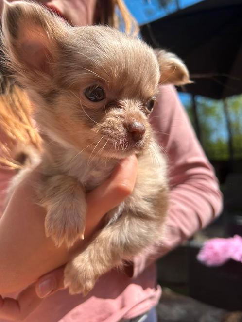 Merle Chihuahua pups, Dieren en Toebehoren, Honden | Chihuahua's en Gezelschapshonden, Meerdere dieren, Chihuahua, Fokker | Hobbymatig