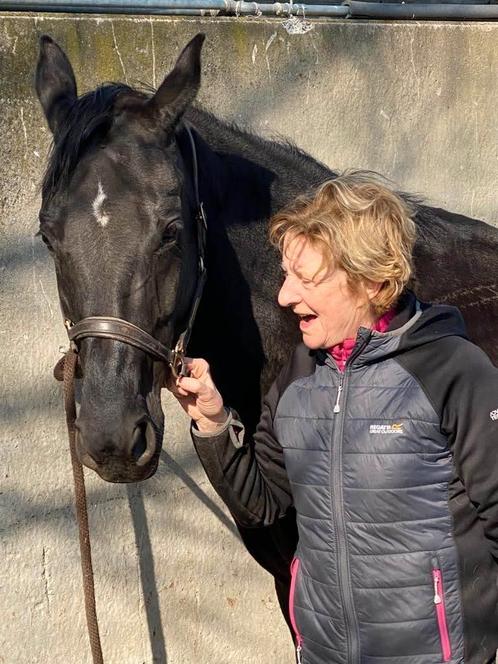 Paardrijles, Diensten en Vakmensen, Dieren | Paarden | Verzorging, Oppas en Dressuur