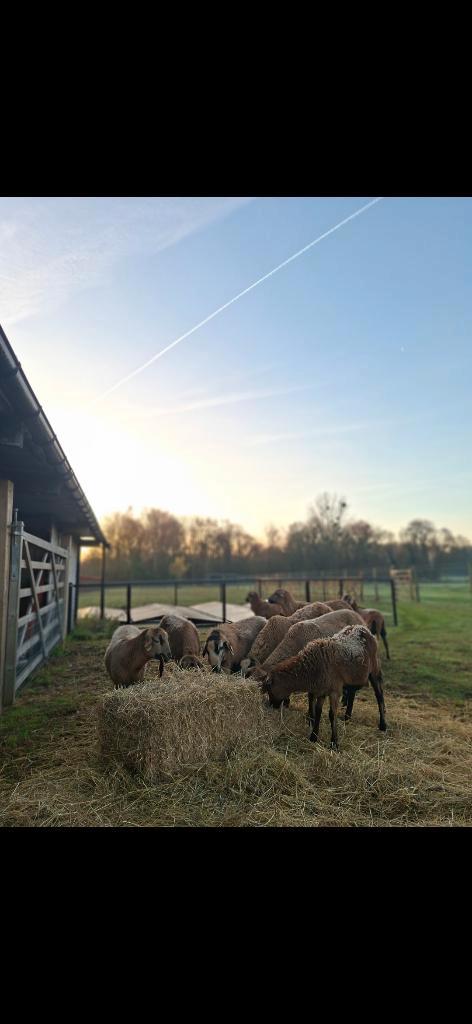 Blackbelly schapen, Dieren en Toebehoren, Schapen, Geiten en Varkens, 0 tot 2 jaar