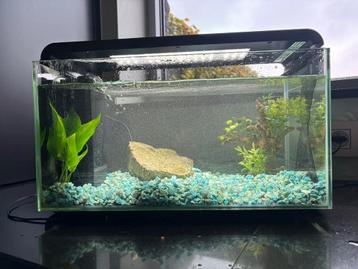 Aquarium beschikbaar voor biedingen
