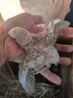 Handopfok papvogels dwergpapegaai, Dieren en Toebehoren