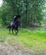 Knappe, lieve 6-jarige ruin, Dieren en Toebehoren, Pony's, B, Ruin, 3 tot 6 jaar, Recreatiepony